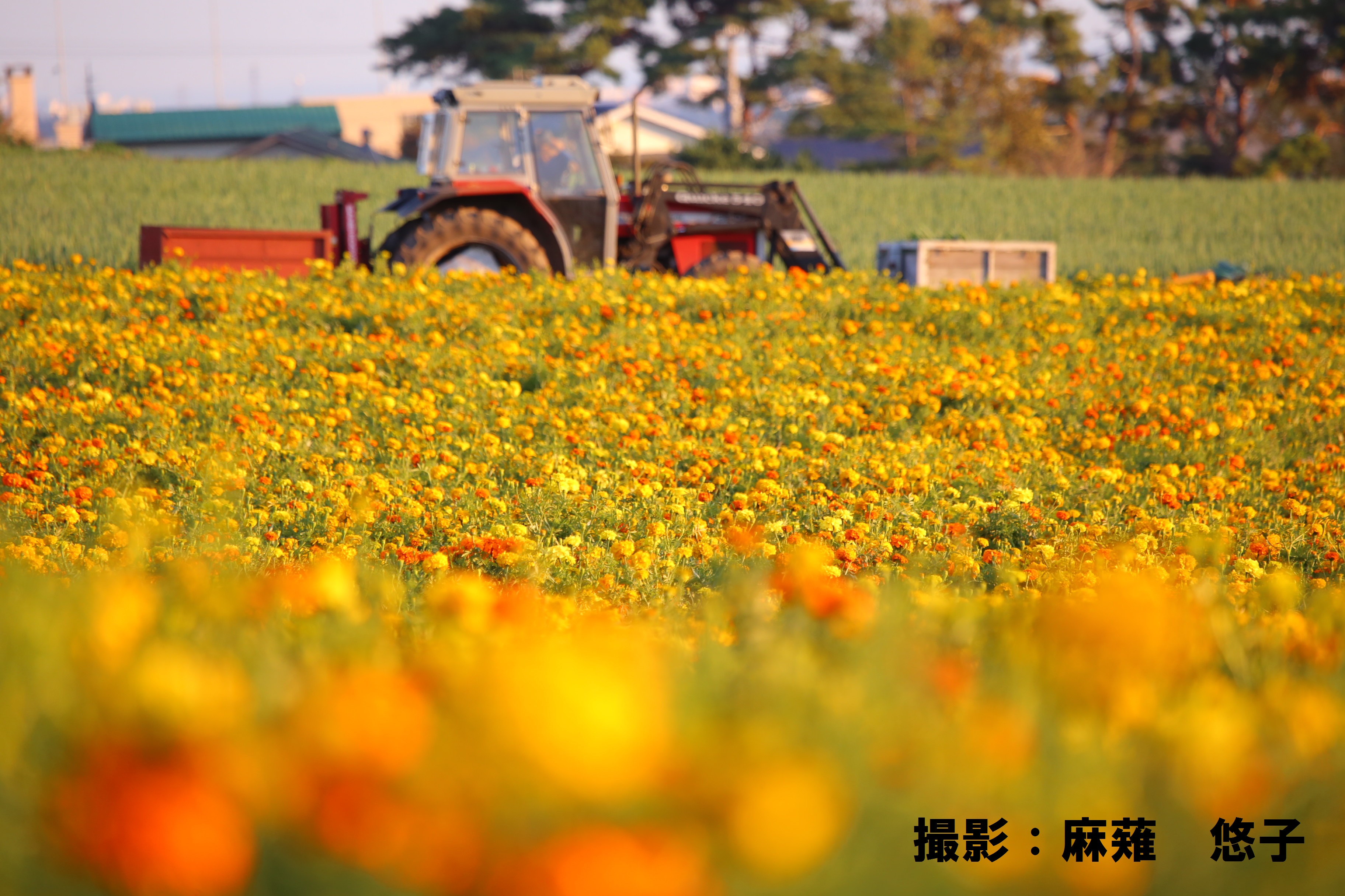 ９月web】『ねぎ畑の秋』麻薙悠子様 | 【公式】大沼国定公園の観光情報サイト「大沼ップ」