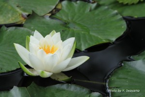 ↑2016年6月24日(少しずつ開花が始まる頃)