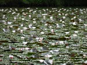 ↑2017年7月17日(島巡りの路)雨模様