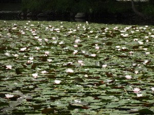 ↑2017年7月21日(散策路 島巡りの路)