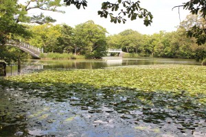 ↑2017年8月27日(散策路「島巡りの路」内)