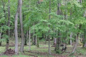 ↑大沼森林公園①