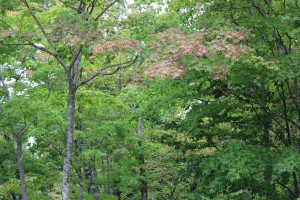↑森林公園②