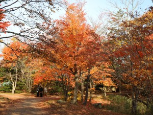 大島の路