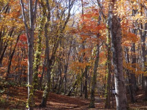 ↑大沼森林公園にて。風が吹くとはらはらと葉が舞います。(2017.10.27)