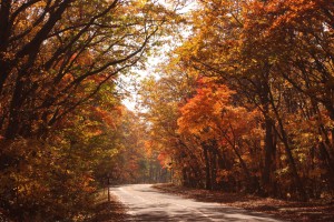 ↑大沼湖畔周遊道路。紅葉のトンネルが綺麗です!(2017.10.24)