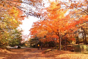 ↑黄色・橙色の絨毯を踏みしめながら。(2017.10.24)