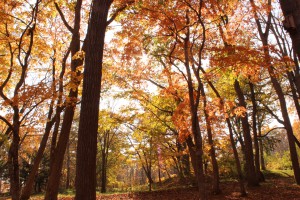 ↑大沼森林公園。紅葉が日に当たり、キラキラ輝いて見えます。(2017.10.24)