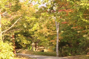 ↑散策路はまだ緑が多い印象です。(2017.10.9)