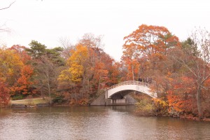 ↑大島の路付近。だいぶ落葉が進んでいます。(2017.10.29)