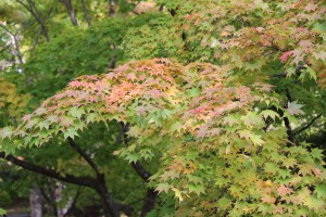 ↑徐々に色付いていくグラデーションが綺麗です。(2017.10.9)