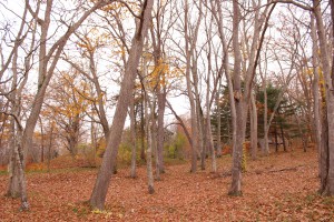 ↑大沼森林公園。落ちた葉が足元に積もっています。(2017.10.30)