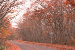 ↑大沼湖畔周遊道路。だいぶ落葉が進んでしまいました。(2017.10.30)