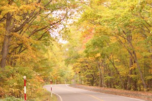 ↑大沼湖畔周遊道路(2017.10.16)