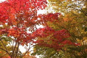 ↑森林公園内。色づきの早い木は赤くなっています!