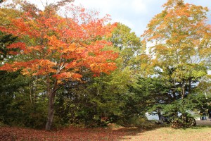 ↑色付きの早かった木は、落葉が進んできました。(2017.10.17)