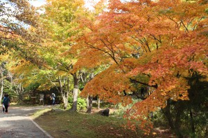 ↑散策路「大島の路」(2017.10.17)