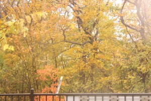 ↑JR大沼公園駅 線路沿いの紅葉(2017.10.23)