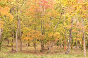 ↑大沼森林公園(2017.10.16)