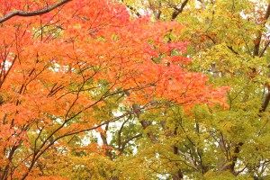 ↑大沼森林公園(2017.10.16)