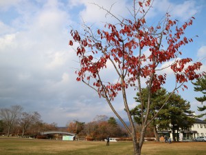 公園広場①